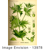 #13978 Picture Of Sea Holly (Eryngium Maritimum)