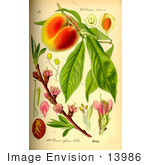#13986 Picture Of Peach (Prunus Persica)