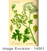 #14001 Picture Of Common Hogweed (Heracleum Sphondylium)