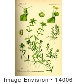 #14006 Picture Of Water Starwort (Callitriche Palustris)