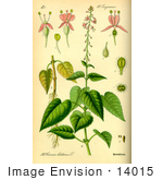 #14015 Picture Of Broad-Leaved Enchanter’S Nightshade (Circaea Lutetiana)