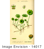 #14017 Picture Of Marsh Pennywort Water Pennywort (Hydrocotyle Vulgaris)