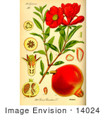 #14024 Picture Of Pomegranate (Punica Granatum)