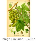 #14027 Picture Of European Grapevine (Vitis Vinifera)