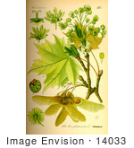 #14033 Picture Of Norway Maple (Acer Platanoides)