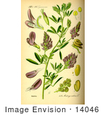 #14046 Picture Of Alfalfa Lucerne Purple Medic Trefoil (Medicago Sativa)