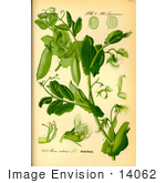 #14062 Picture Of Garden Pea English Pea Green Pea Snap Pea (Pisum Sativum)