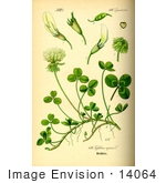 #14064 Picture Of White Clover (Trifolium Repens)