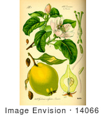#14066 Picture Of Quince (Cydonia Oblonga)
