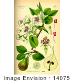 #14075 Picture Of European Pear (Pyrus Communis)