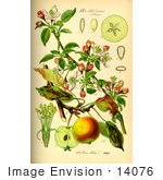 #14076 Picture Of Domestic Apple (Pyrus Malus)