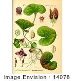 #14078 Picture Of Asarabacca European Wild Ginger Haselwort Wild Spikenard (Asarum Europaeum)
