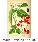 #14085 Picture Of Runner Bean Scarlet Runner Bean (Phaseolus Coccineus)