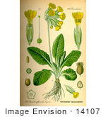 #14107 Picture Of Cowslip (Primula Veris)