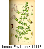 #14113 Picture Of Cut Leaved Germander (Teucrium Botrys)
