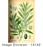 #14142 Picture Of Olive (Olea Europaea)