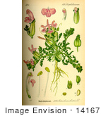 #14167 Picture Of Pedicularis Silvatica