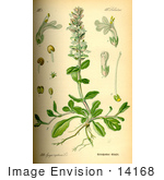 #14168 Picture Of Blue Bugle Bugleherb Bugleweed Carpetweed Common Bugle (Ajuga Reptans)