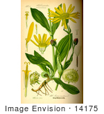 #14175 Picture Of Leopard’S Bane Wolf’S Bane Mountain Tobacco Mountain Arnica (Arnica Montana)