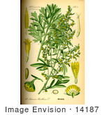 #14187 Picture Of Absinthium Absinthe Wormwood Wormwood Grand Wormwood (Artemisia Absinthium)