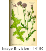 #14190 Picture Of Creeping Thistle (Cirsium Arvense)