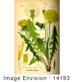 #14193 Picture Of Common Dandelion (Taraxacum Officinale)