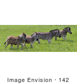 #142 Stock Photograph Of Zebras In A Field