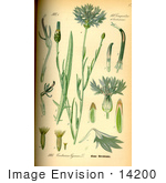 #14200 Picture Of Cornflower Bachelor’S Button Basket Flower Boutonniere Flower (Centaurea Cyanus)
