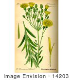 #14203 Picture Of Narrowleaf Hawkweed (Hieracium Umbellatum)