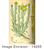 #14205 Picture Of Dwarf Everlast (Helichrysum Arenarium)