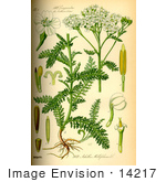 #14217 Picture Of Yarrow Common Yarrow Gordaldo Nosebleed Plant Old Man’S Pepper Sanguinary Soldier’S Woundwort Thousand-Leaf Thousand-Seal (Achillea Millefolium)