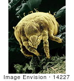 #14227 Picture Of The Yellow Mite (Lorryia Formosa)