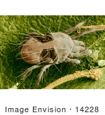 #14228 Picture Of A Two-Spotted Spider Mite (Tetranychus Urticae) On A Rose Leaf