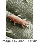 #14232 Picture Of A Straw Itch Mite (Pyemotes Tritici)