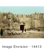 #14413 Picture Of Sheep In Front Of The Damascus Gate Jerusalem