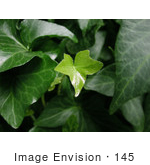 #145 Photograph Of Green Ivy With New Growth