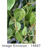 #14697 Picture Of A Heartleaf Philodendron Plant
