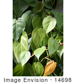 #14698 Picture Of A Heartleaf Philodendron (Philodendron Cordatum) Plant