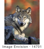#14701 Picture Of A Gray Wolf Timber Wolf (Canis Lupus)