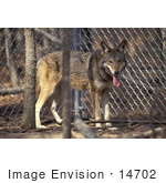 #14702 Picture Of A Captive Red Wolf (Canis Rufus)