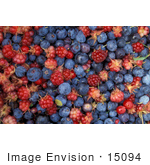 #15094 Picture Of A Berry Background Of Blueberries And Raspberries