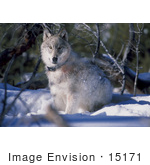 #15171 Picture Of A Gray Wolf With A Tracking Collar