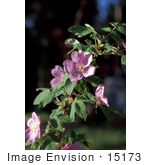 #15173 Picture Of Alaska Wild Roses (Rosa Acicularis)