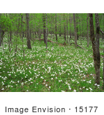 #15177 Picture Of White Wildflowers Along The Flint River In Georgia