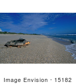 #15182 Picture Of A Loggerhead Sea Turtle (Caretta Caretta) On A Beach