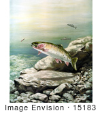 #15183 Picture Of Cutthroat Trout (Oncorhynchus Clarki)