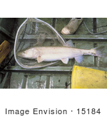 #15184 Picture Of A Colorado Pikeminnow In A Net