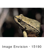#15190 Picture Of A Northern Red-Legged Frog (Rana Aurora Aurora)