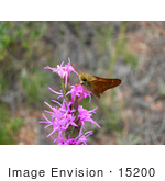 #15200 Picture Of A Pawnee Montane Skipper Butterfly On Pink Flowers