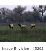 #15202 Picture Of Tule Elk (Cervus Canadensis) In Fog